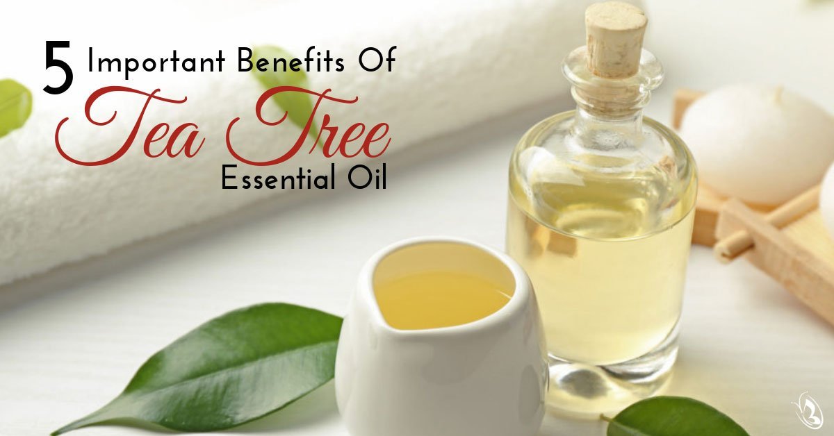 5 Important Benefits of Tea Tree Essential Oil