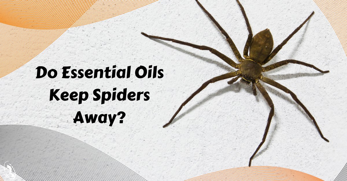 Do Essential Oils Keep Spiders Away