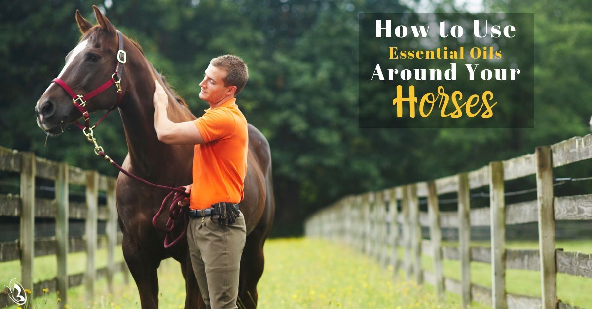 How to Use Essential Oils Around Your Horses