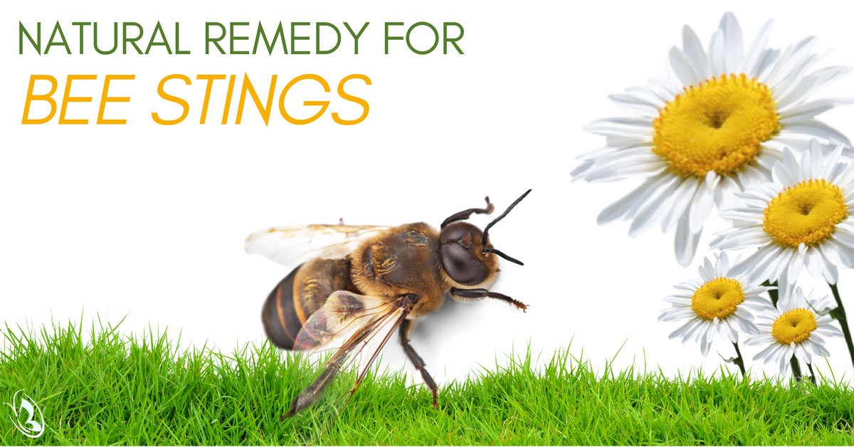 Natural Remedy for Bee Stings